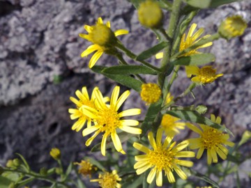 Una Asteracea sulla strada -Dittrichia viscosa