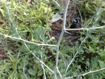 Asparagus albus