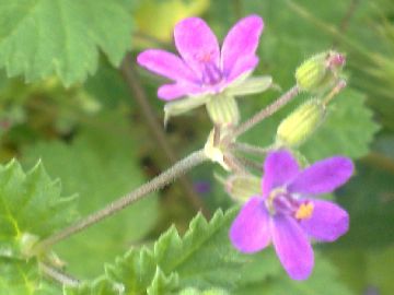 Erodium malacoides