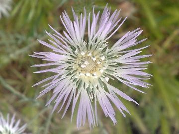 Galactites elegans