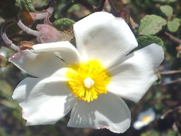 Rassomiglia a una Rosa canina - Cistus salviifolius