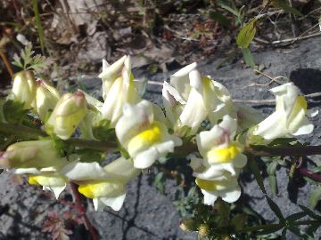 Antirrhinum siculum / Bocca di leone sicilana