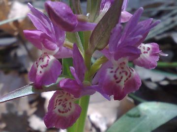 Orchidea dell''Etna