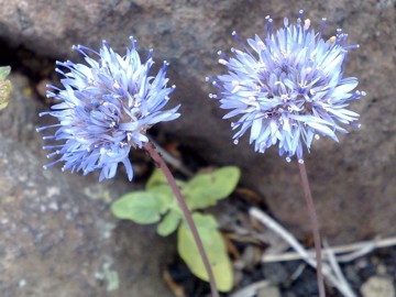 Jasione montana