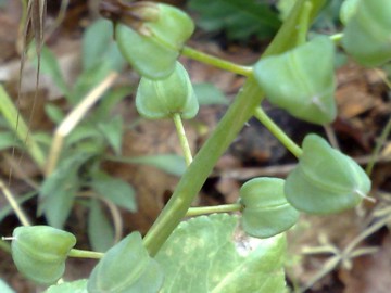 Frutto di una Liliacea? Muscari spp.