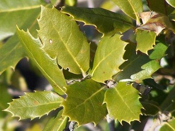 Quercus ilex / leccio