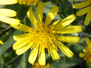 Una Asteracea sulla strada -Dittrichia viscosa