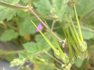 Erodium malacoides