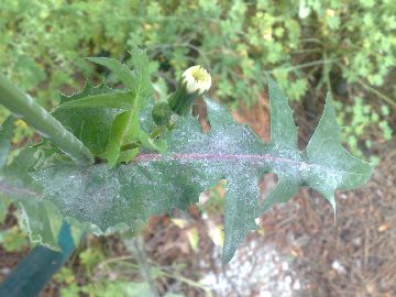 Sonchus oleraceus