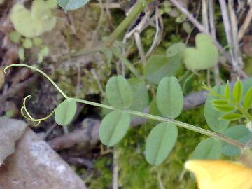 Lathyrus annuus / Cicerchia pallida