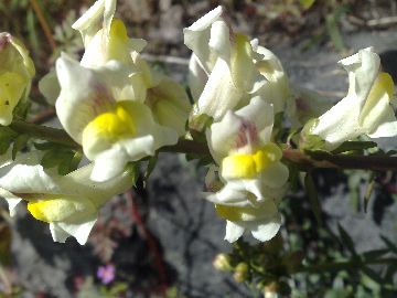 Antirrhinum siculum / Bocca di leone sicilana