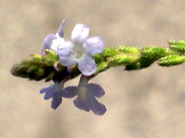 Verbena officinalis