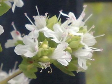 Origanum vulgare s.l.