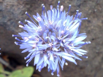 Jasione montana