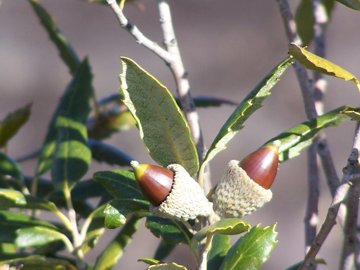 Quercus ilex / leccio