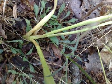 Frutto di una Liliacea? Muscari spp.