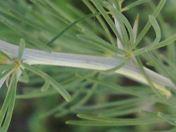 Asparagus albus