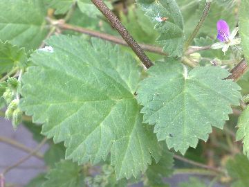 Erodium malacoides