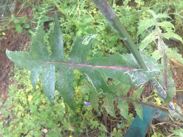 Sonchus oleraceus