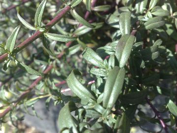 Antirrhinum siculum / Bocca di leone sicilana