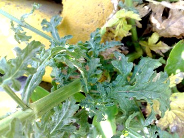 Verbena officinalis