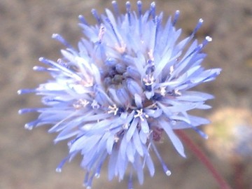 Jasione montana