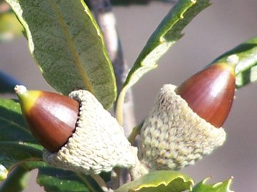 Quercus ilex / leccio