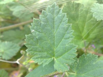 Erodium malacoides