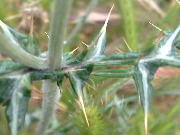 Galactites elegans