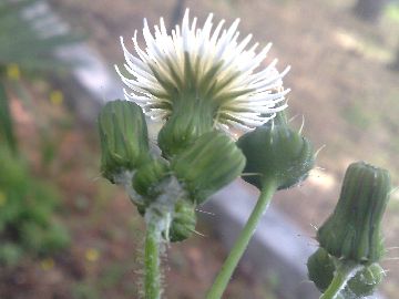 Sonchus oleraceus