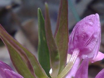 Orchidea dell''Etna