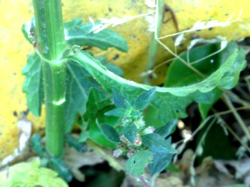 Verbena officinalis