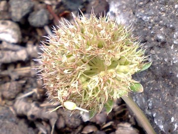 Jasione montana