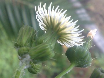 Sonchus oleraceus