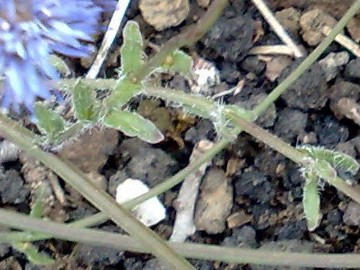 Jasione montana