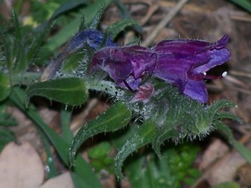 Echium cfr. creticum