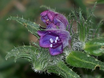 Echium cfr. creticum