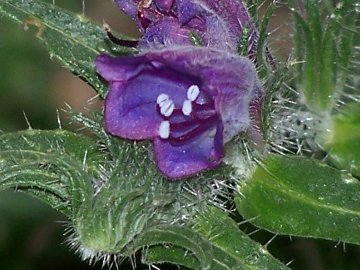 Echium cfr. creticum