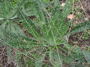 Echium cfr. creticum