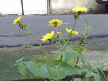 Sonchus oleraceus