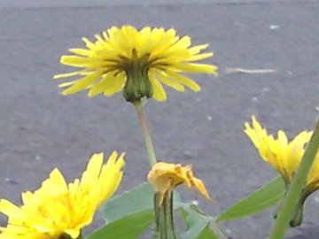 Sonchus oleraceus