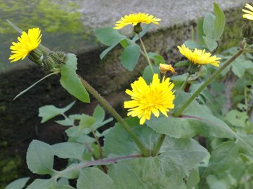 Sonchus oleraceus