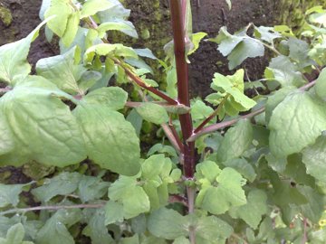 Sonchus oleraceus