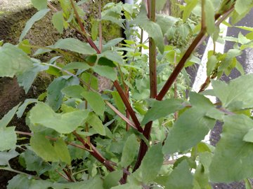 Sonchus oleraceus