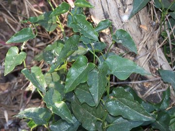 Pianta con viticci e foglie con spine: Smilax aspera