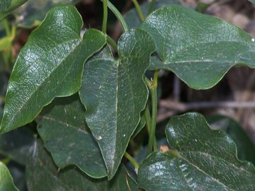 Pianta con viticci e foglie con spine: Smilax aspera