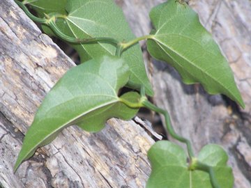 Pianta con viticci e foglie con spine: Smilax aspera