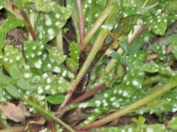 fiore ancora dall''Etna - Anchusella cretica (Mill.) Bigazzi