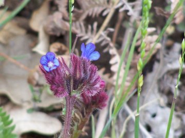 fiore ancora dall''Etna - Anchusella cretica (Mill.) Bigazzi