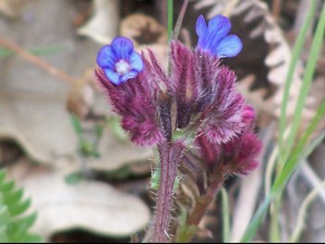 fiore ancora dall''Etna - Anchusella cretica (Mill.) Bigazzi